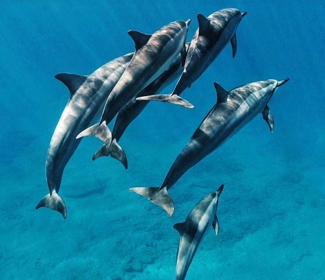 kizimkazi dolphin